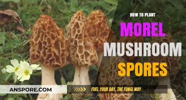 Mastering Morel Mushroom Cultivation: A Guide to Planting Spores