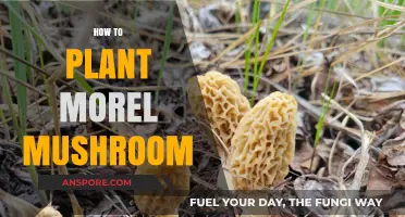 Mastering Morel Mushroom Cultivation: A Step-by-Step Planting Guide