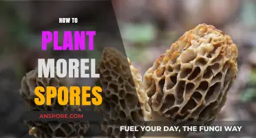Mastering Morel Cultivation: A Step-by-Step Guide to Planting Spores