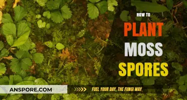 Mastering Moss Gardening: A Step-by-Step Guide to Planting Moss Spores