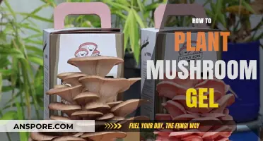 Grow Your Own Mushrooms: The Magic of Gel Planting