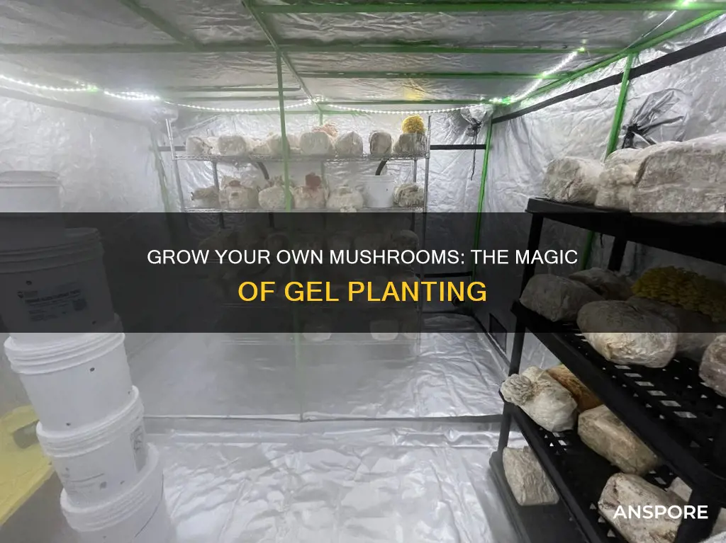 how to plant mushroom gel