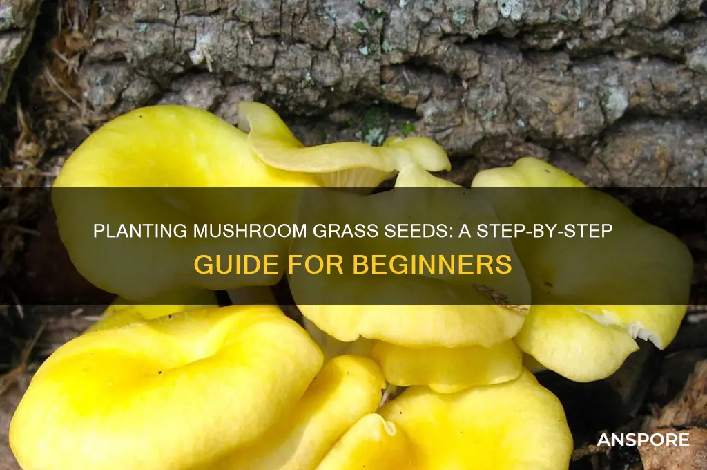 how to plant mushroom gras seeds