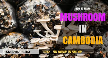 Mastering Mushroom Cultivation: A Step-by-Step Guide for Cambodian Growers
