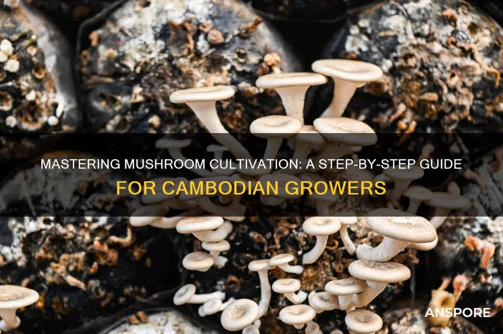 how to plant mushroom in cambodia