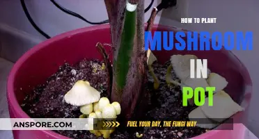 Easy Guide to Growing Mushrooms in Pots at Home