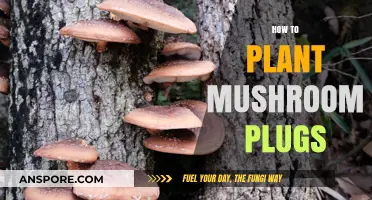 Planting Mushroom Plugs: A Step-by-Step Guide