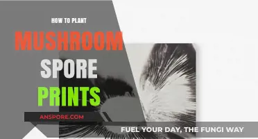 Mastering Mushroom Cultivation: A Guide to Planting Spore Prints