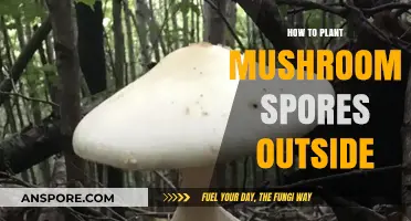Outdoor Mushroom Cultivation: A Step-by-Step Guide to Planting Spores