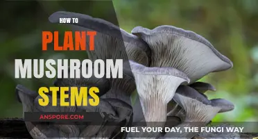 Planting Mushroom Stems: A Step-by-Step Guide