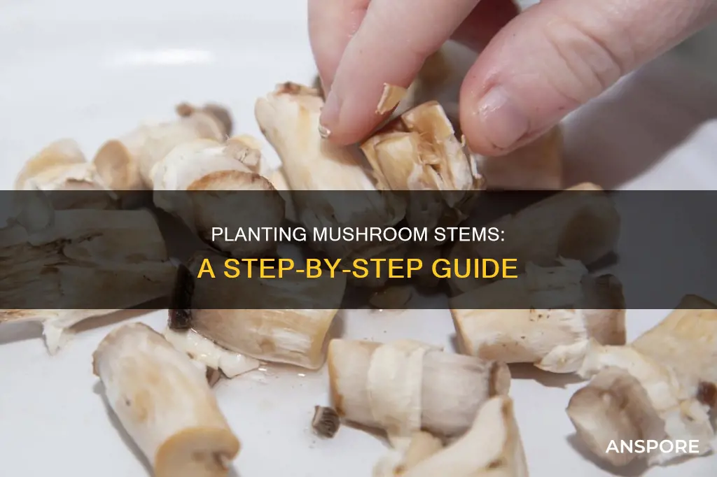 how to plant mushroom stems