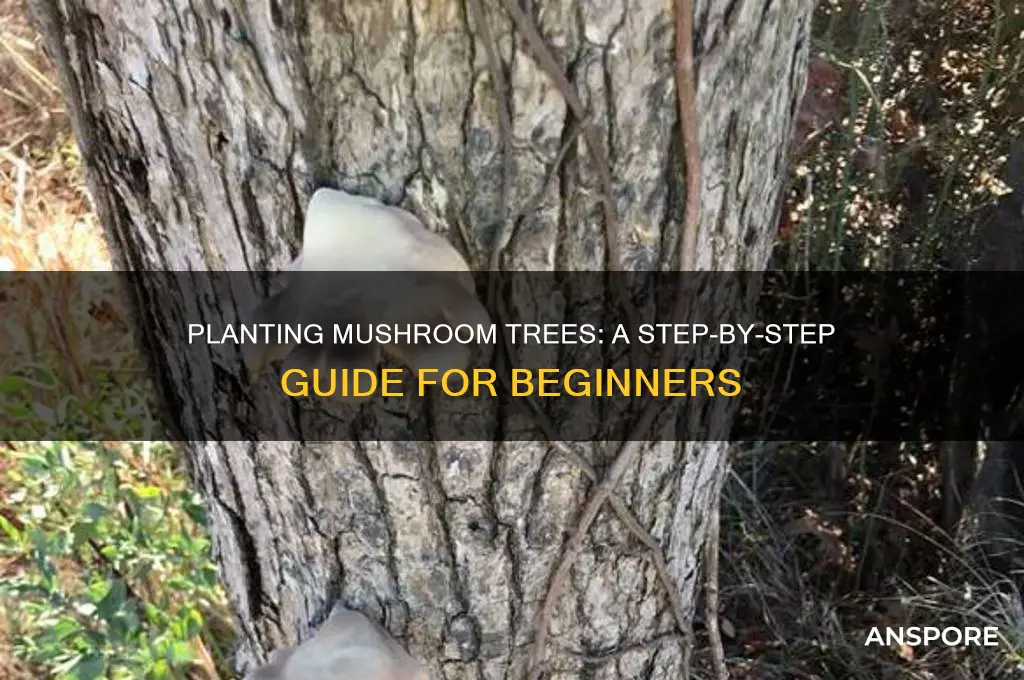how to plant mushroom trees st