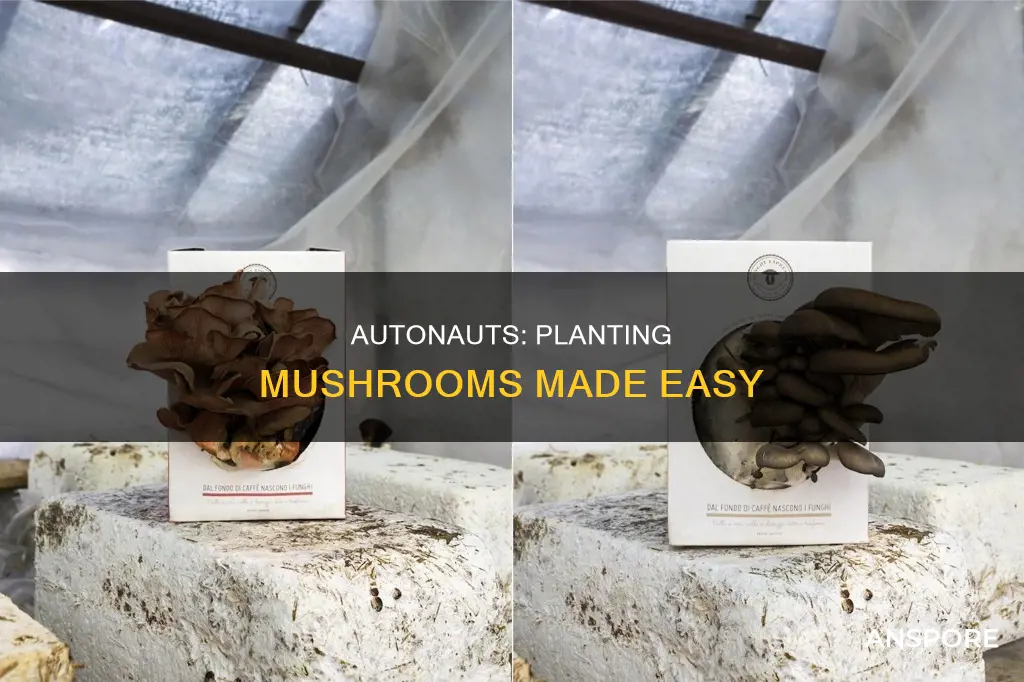 how to plant mushrooms autonauts