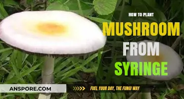 Master Mushroom Cultivation: Planting Mushrooms from Syringe Step-by-Step