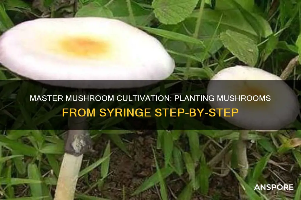 how to plant mushrooms from syringe
