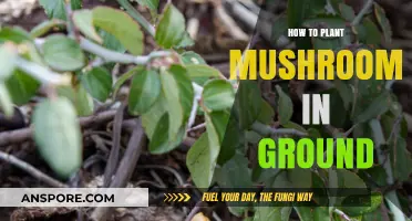 Planting Mushrooms in Your Garden: A Step-by-Step Ground Guide
