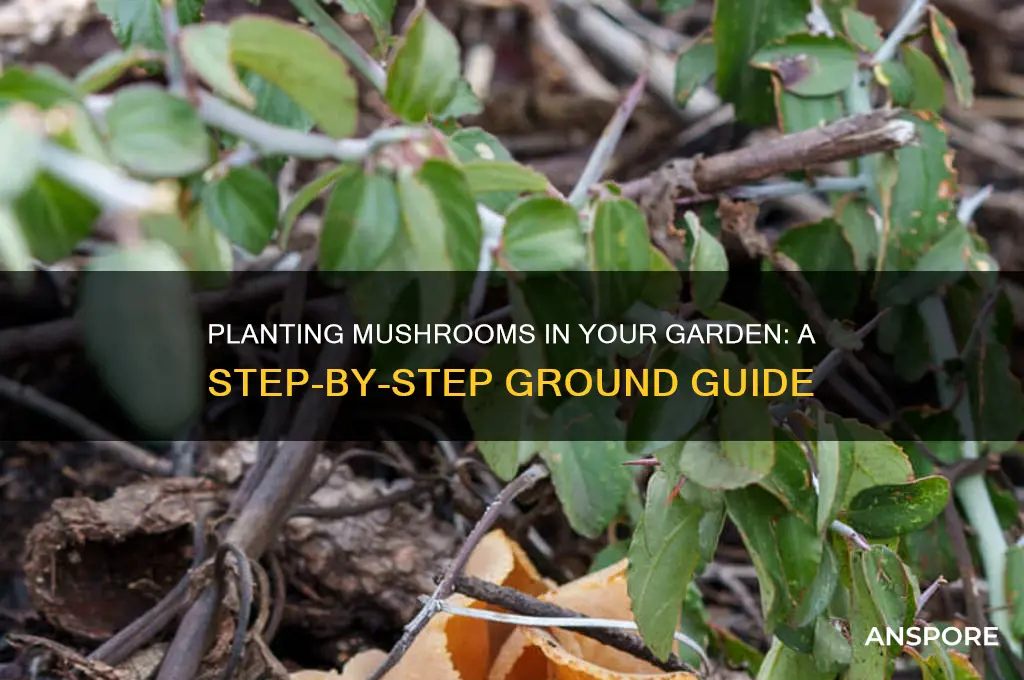 how to plant mushrooms in ground