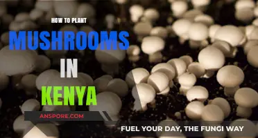 A Beginner's Guide to Growing Mushrooms Successfully in Kenya