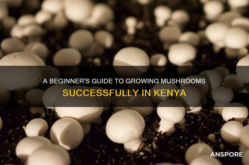 how to plant mushrooms in kenya