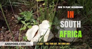 Growing Mushrooms in South Africa: A Step-by-Step Guide