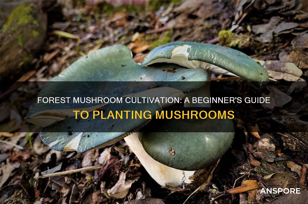 how to plant mushrooms in the forest