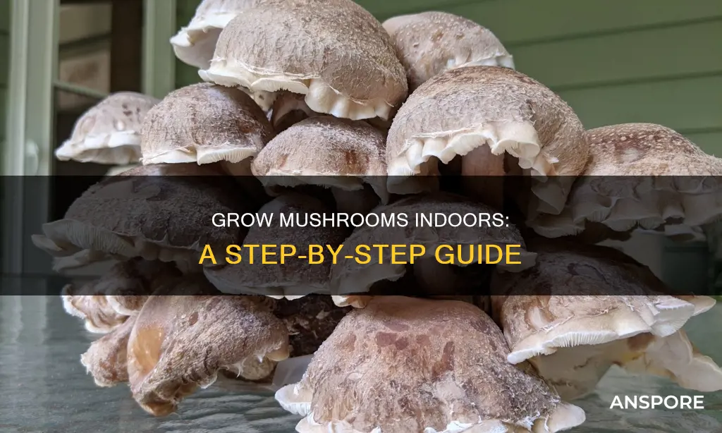 how to plant mushrooms indoors
