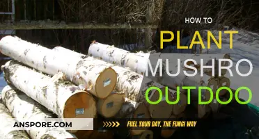 Planting Mushrooms: Outdoor Guide