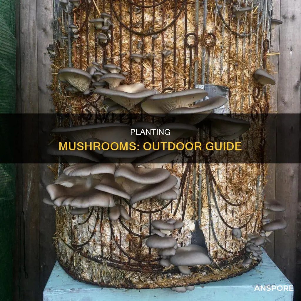 how to plant mushrooms outdoors