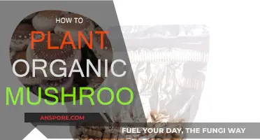 Planting Organic Mushrooms: A Step-by-Step Guide