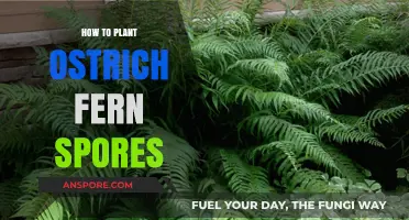 Planting Ostrich Fern Spores: A Step-by-Step Guide for Beginners