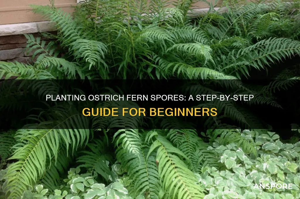 how to plant ostrich fern spores