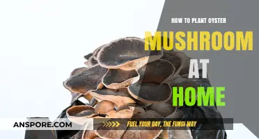 Easy Steps to Grow Oyster Mushrooms at Home