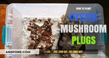 Easy Steps to Planting Oyster Mushroom Plugs for Beginners