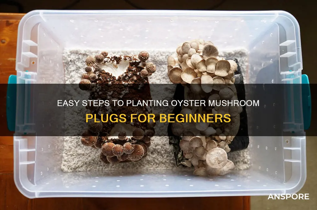 how to plant oyster mushroom plugs