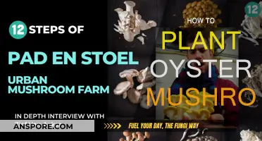 Plant Oyster Mushrooms: A Step-by-Step Guide