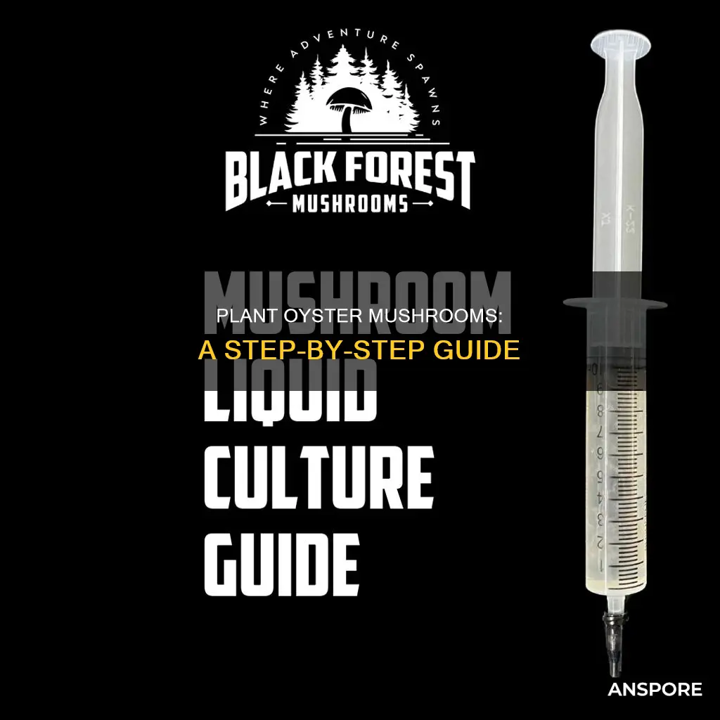 how to plant oyster mushroom