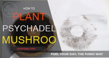 Planting Magic Mushrooms: A Step-by-Step Guide