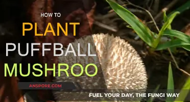 Planting Puffball Mushrooms: A Step-by-Step Guide