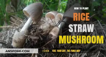 Easy Guide to Growing Rice Straw Mushrooms at Home