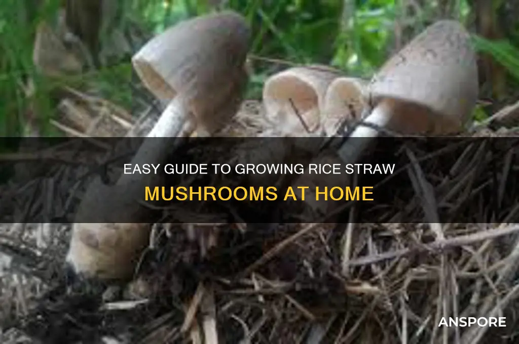 how to plant rice straw mushroom