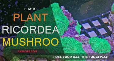 Planting Ricordea Mushrooms: A Step-by-Step Guide