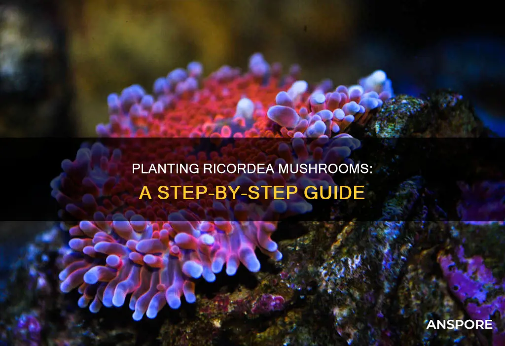 how to plant ricordea mushroom