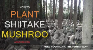 Grow Shiitake Mushrooms: A Step-by-Step Guide