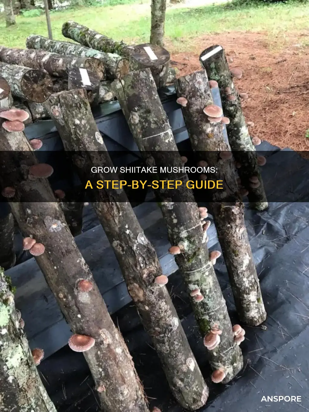 how to plant shiitake mushroom