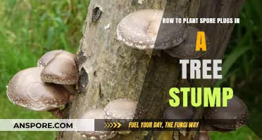 Planting Spore Plugs in Tree Stumps: A Step-by-Step Guide