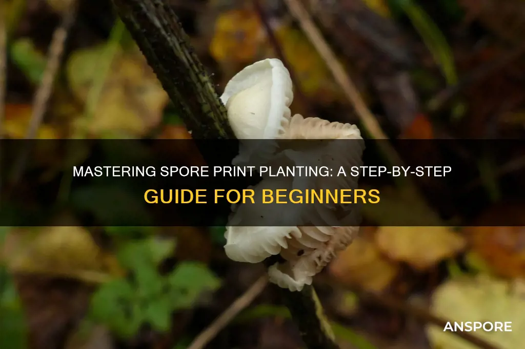 how to plant spore prints