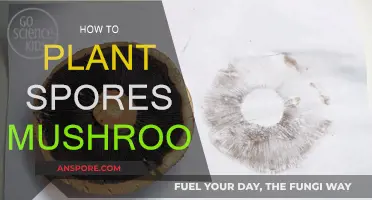 Planting Spores: A Guide to Mushroom Cultivation