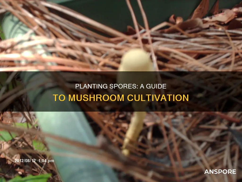 how to plant spores mushrooms