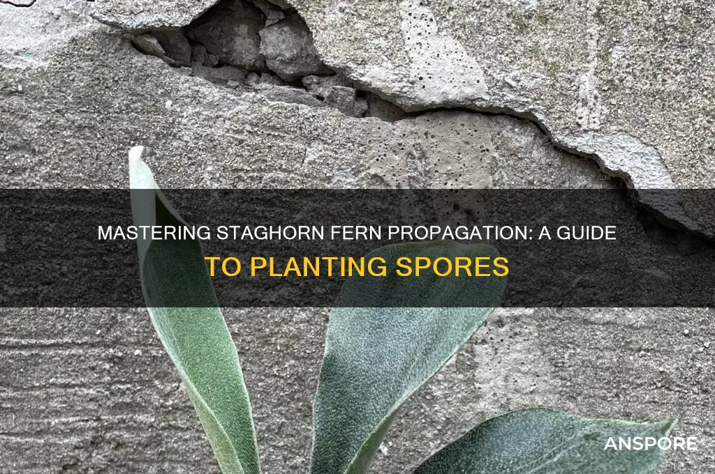how to plant staghorn fern spores