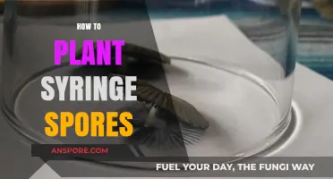 Mastering Syringe Spore Planting: A Step-by-Step Guide for Beginners